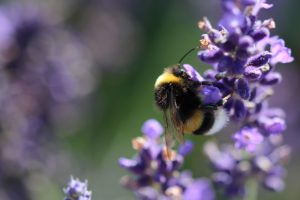 CO2 prestatieladder voor onze bijen